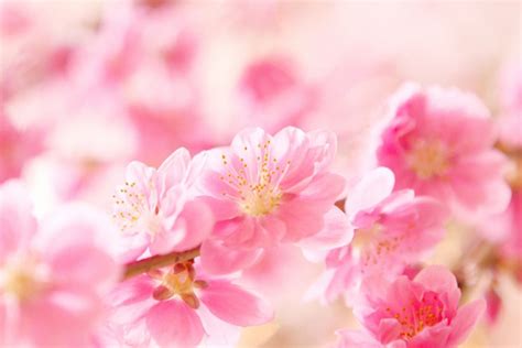 桃花結果 風水|桃花風水で恋愛運アップ！？あなたの桃花位は？桃花位とは！？